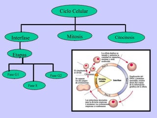 Ciclo Celular




  Interfase                    Mitosis    Citocinesis



   Etapas


Fase G1              Fase G2

            Fase S
 
