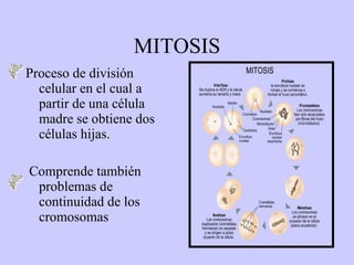 MITOSIS
Proceso de división
  celular en el cual a
  partir de una célula
  madre se obtiene dos
  células hijas.

Comprende también
 problemas de
 continuidad de los
 cromosomas
 