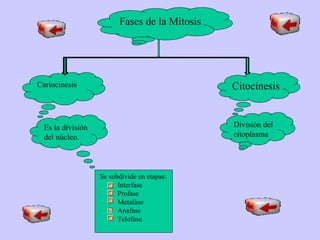 Fases de la Mitosis




Cariocinesis                                   Citocinesis


  Es la división                               División del
  del núcleo.                                  citoplasma




                   Se subdivide en etapas:
                         Interfase
                         Profase
                         Metafase
                         Anafase
                         Telofase
 