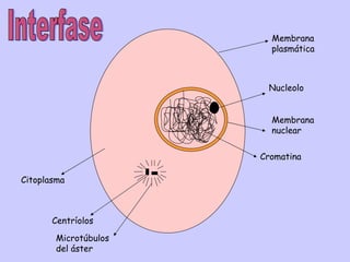 Membrana
                             plasmática



                            Nucleolo


                       0     Membrana
                             nuclear


                           Cromatina

Citoplasma



       Centríolos

        Microtúbulos
        del áster
 