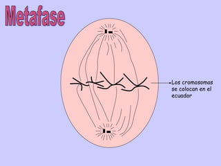 Los cromosomas
se colocan en el
ecuador
 