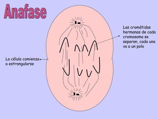 Las cromátidas
                     hermanas de cada
                     cromosoma se
                     separan, cada una
                     va a un polo


La célula comienza
a estrangularse
 