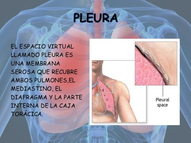 Pleura & Pulmones