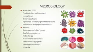 MICROBIOLOGY
 Anaerobes (93%)
Fusobacterium nucleatum and
necrophorum
Bacteroides fragilis
Pigmented and non pigmented Prevotella
Peptococcus and peptostreptococcus
 Aerobes
Streptococcus ‘milleri’ group
Staphylococcus aureus
Klebsiella spp
Pseudomonas aeruginosa
Streptococcus pyogenes
Haemophilus influenza
Nocardia
 
