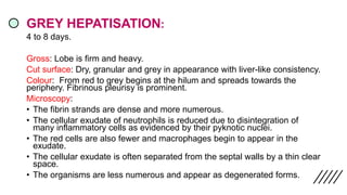 GREY HEPATISATION:
4 to 8 days.
Gross: Lobe is firm and heavy.
Cut surface: Dry, granular and grey in appearance with liver-like consistency.
Colour: From red to grey begins at the hilum and spreads towards the
periphery. Fibrinous pleurisy is prominent.
Microscopy:
• The fibrin strands are dense and more numerous.
• The cellular exudate of neutrophils is reduced due to disintegration of
many inflammatory cells as evidenced by their pyknotic nuclei.
• The red cells are also fewer and macrophages begin to appear in the
exudate.
• The cellular exudate is often separated from the septal walls by a thin clear
space.
• The organisms are less numerous and appear as degenerated forms.
 