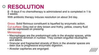 RESOLUTION
8 - 9 days if no chemotherapy is administered and is completed in 1 to
3 weeks.
With antibiotic therapy induces resolution on about 3rd day.
Gross: Solid fibrinous constituent is liquefied by enzymatic action.
Cut surface: Grey-red or dirty brown and frothy, yellow, creamy fluid
can be expressed on pressing.
Microscopy:
• Macrophages are the predominant cells in the alveolar spaces, while
neutrophils diminish in number. They contain engulfed neutrophils
and debris.
• Granular and fragmented strands of fibrin in the alveolar spaces are
seen due to progressive enzymatic digestion.
• Alveolar capillaries are engorged.
 