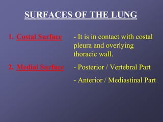 SURFACES OF THE LUNG

1. Costal Surface   - It is in contact with costal
                    pleura and overlying
                    thoracic wall.
2. Medial Surface   - Posterior / Vertebral Part
                    - Anterior / Mediastinal Part
 