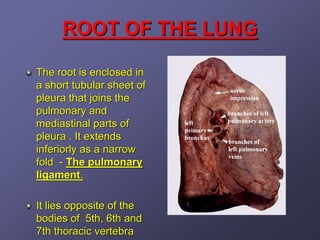 ROOT OF THE LUNG

The root is enclosed in
a short tubular sheet of
pleura that joins the
pulmonary and
mediastinal parts of
pleura . It extends
inferiorly as a narrow
fold - The pulmonary
ligament.

It lies opposite of the
bodies of 5th, 6th and
7th thoracic vertebra
 