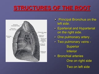 STRUCTURES OF THE ROOT
             Principal Bronchus on the
            left side.
            Eparterial and Hyparterial
            on the right side.
            One pulmonary artery .
            Two pulmonary veins -
                    Superior
                    Inferior
            Bronchial arteries
                    One on right side
                  Two on left side
 