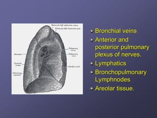 Bronchial veins
Anterior and
posterior pulmonary
plexus of nerves.
Lymphatics
Bronchopulmonary
Lymphnodes
Areolar tissue.
 