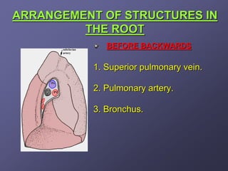 ARRANGEMENT OF STRUCTURES IN
         THE ROOT
              BEFORE BACKWARDS

           1. Superior pulmonary vein.

           2. Pulmonary artery.

           3. Bronchus.
 