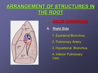 ARRANGEMENT OF STRUCTURES IN
         THE ROOT
                ABOVE DOWNWARDS

            A. Right Side

                1. Eparterial Bronchus.
                2. Pulmonary Artery.
                3. Hyparterial Bronchus.
                4. Inferior Pulmonary
                Vein.
            .
 