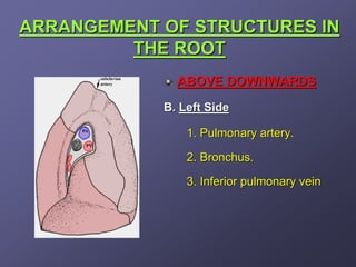 ARRANGEMENT OF STRUCTURES IN
         THE ROOT
              ABOVE DOWNWARDS

            B. Left Side

                1. Pulmonary artery.

                2. Bronchus.

                3. Inferior pulmonary vein
 