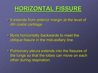 HORIZONTAL FISSURE
It extends from anterior margin at the level of
4th costal cartilage.

Runs horizontally backwards to meet the
oblique fissure in the mid-axillary line.

Pulmonary pleura extends into the fissures of
the lungs so that the lobes can move on each
other during respiration.
 