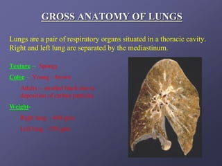 GROSS ANATOMY OF LUNGS

Lungs are a pair of respiratory organs situated in a thoracic cavity.
Right and left lung are separated by the mediastinum.

Texture -- Spongy
Color – Young – brown
   Adults -- mottled black due to
   deposition of carbon particles
Weight-
   Right lung - 600 gms
   Left lung - 550 gms
 