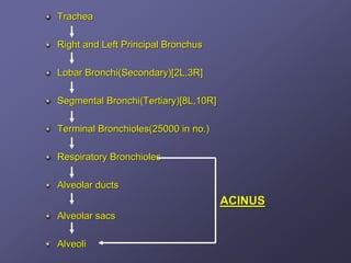 Trachea

Right and Left Principal Bronchus

Lobar Bronchi(Secondary)[2L,3R]

Segmental Bronchi(Tertiary)[8L,10R]

Terminal Bronchioles(25000 in no.)

Respiratory Bronchioles

Alveolar ducts
                                      ACINUS
Alveolar sacs

Alveoli
 