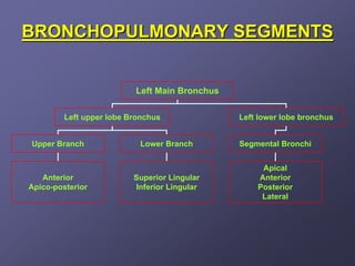BRONCHOPULMONARY SEGMENTS


                          Left Main Bronchus

         Left upper lobe Bronchus              Left lower lobe bronchus


Upper Branch               Lower Branch        Segmental Bronchi


                                                    Apical
   Anterior               Superior Lingular        Anterior
Apico-posterior           Inferior Lingular        Posterior
                                                    Lateral
 