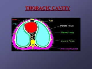 THORACIC CAVITY
 