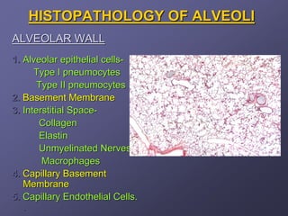 HISTOPATHOLOGY OF ALVEOLI
ALVEOLAR WALL
1. Alveolar epithelial cells-
      Type I pneumocytes
       Type II pneumocytes
2. Basement Membrane
3. Interstitial Space-
       Collagen
       Elastin
       Unmyelinated Nerves
        Macrophages
4. Capillary Basement
   Membrane
5. Capillary Endothelial Cells.
   .
 