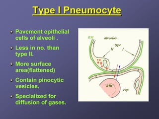 Type I Pneumocyte

Pavement epithelial
cells of alveoli .
Less in no. than
type II.
More surface
area(flattened)
Contain pinocytic
vesicles.
Specialized for
diffusion of gases.
 