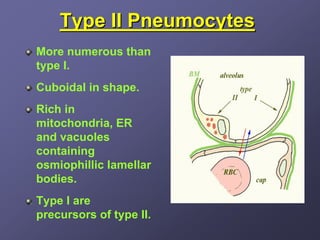 Type II Pneumocytes
More numerous than
type I.
Cuboidal in shape.
Rich in
mitochondria, ER
and vacuoles
containing
osmiophillic lamellar
bodies.
Type I are
precursors of type II.
 