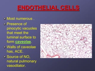 ENDOTHELIAL CELLS
Most numerous .
Presence of
pinocytic vacuoles
that meet the
luminal surface to
form caveolae.
Walls of caveolae
has, ACE.
Source of NO,
natural pulmonary
vasodilator.
 