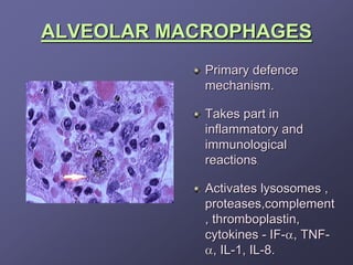 ALVEOLAR MACROPHAGES
            Primary defence
            mechanism.

            Takes part in
            inflammatory and
            immunological
            reactions.

            Activates lysosomes ,
            proteases,complement
            , thromboplastin,
            cytokines - IF-α, TNF-
            α, IL-1, IL-8.
 