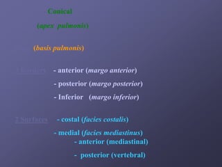 SHAPE - Conical
Apex (apex pulmonis)


Base (basis pulmonis)

3 Borders - anterior (margo anterior)
             - posterior (margo posterior)
             - Inferior (margo inferior)


2 Surfaces    - costal (facies costalis)
             - medial (facies mediastinus)
                   - anterior (mediastinal)
                    - posterior (vertebral)
 