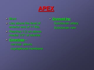 APEX
Blunt                       Grooved by-
                                     b
Lies above the level of      Subclavian artery
anterior end of 1st Rib.     Subclavian vein
Reaches 1-2 cm above
medial 1/3rd of clavicle.
Coverings –
 cervical pleura.
 suprapleural membane
 