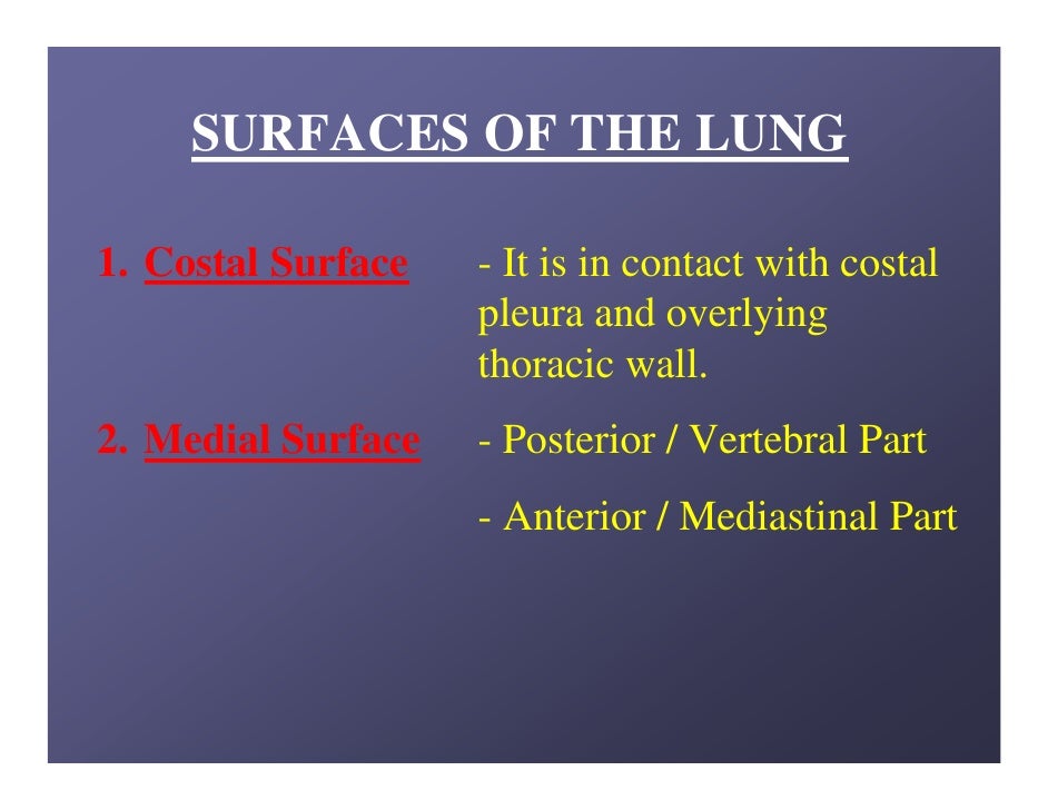 Lung Anatomy