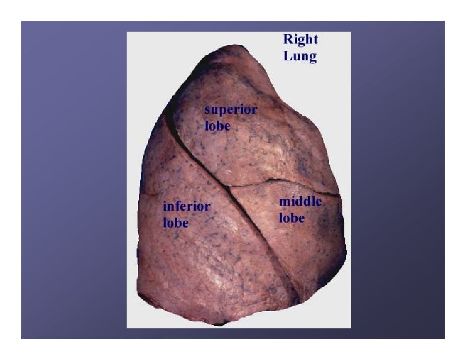 Gross Anatomy Of Lungs