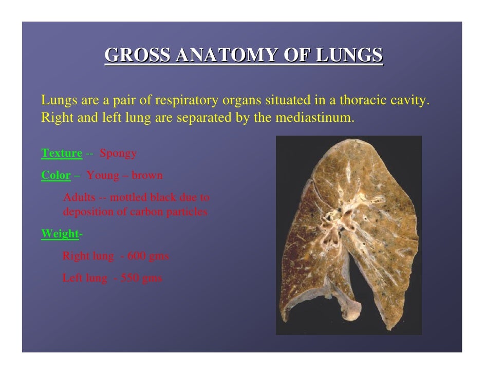 Lung anatomy.