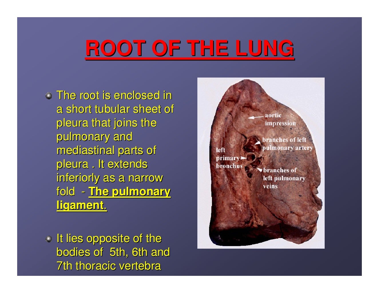 Lung anatomy.