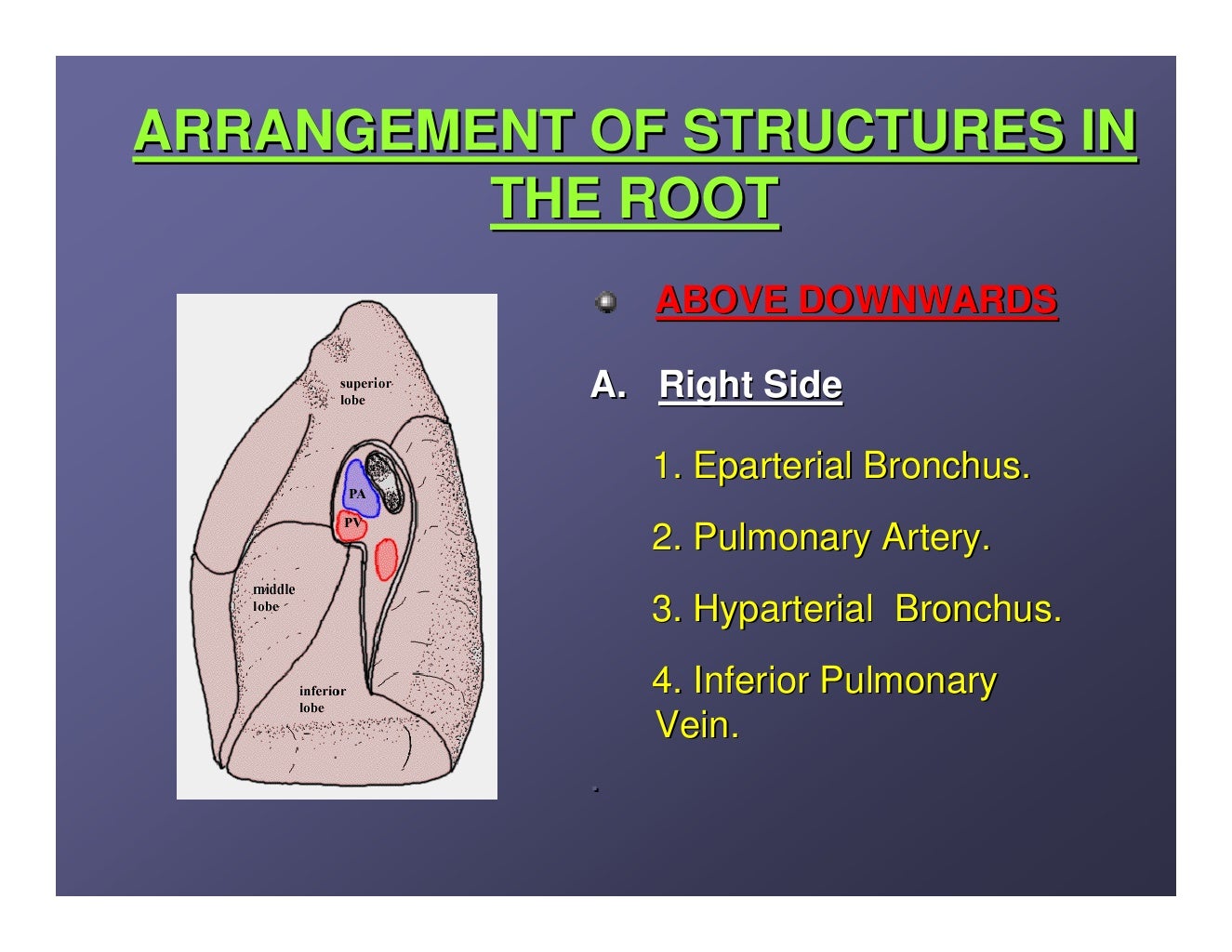 Lung anatomy.
