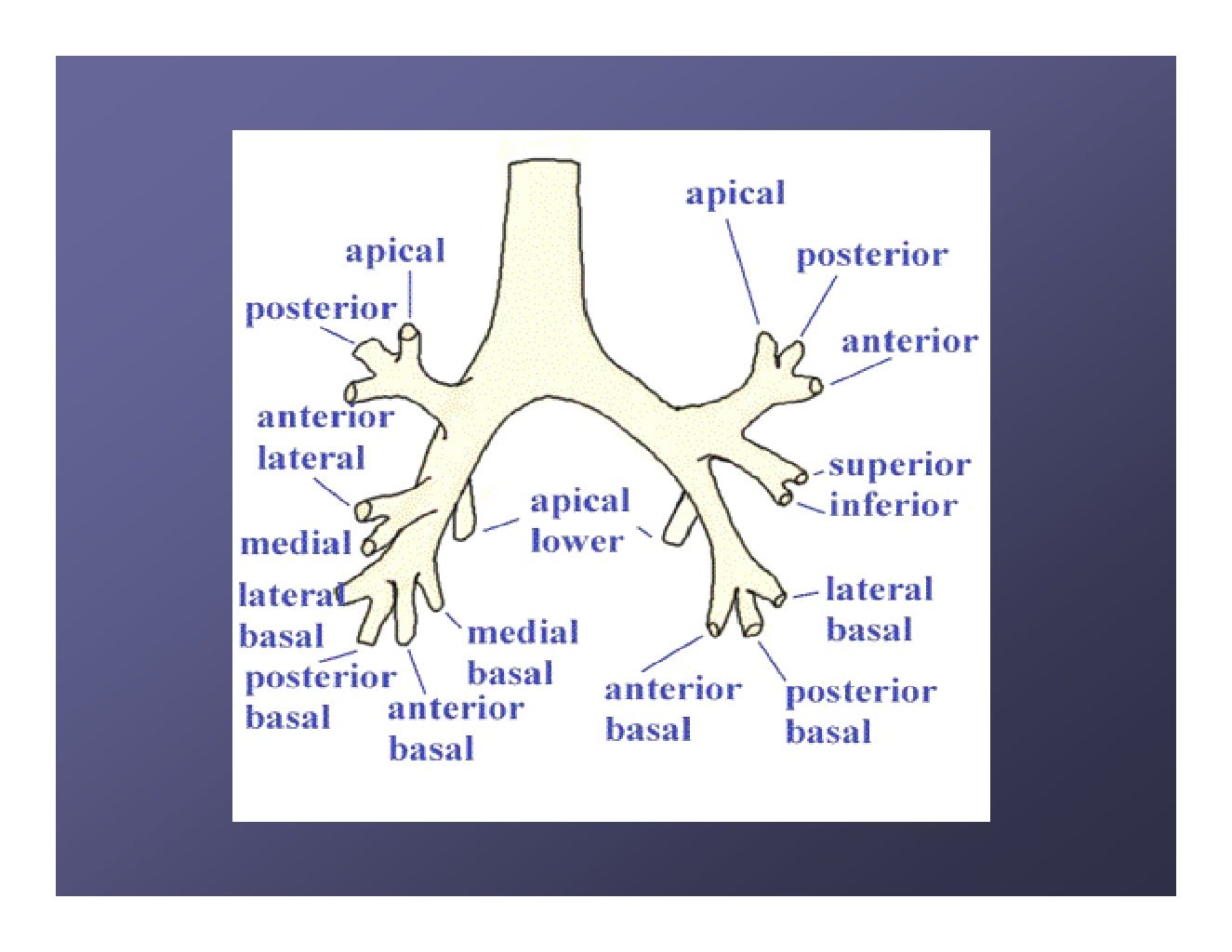 Lung anatomy.
