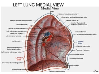 Left Lung File LUNG ANATOMY AND DEVELOPMENT presentation | PPTX