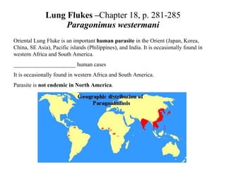 Lung Flukes – Chapter 18, p. 281-285 Paragonimus westermani Oriental Lung Fluke is an important  human parasite  in the Orient (Japan, Korea, China, SE Asia), Pacific islands (Philippines), and India.  It is occasionally found in western Africa and South America. ______________________ human cases It is occasionally found in western Africa and South America. Parasite is  not endemic in North America .   
