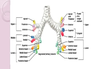 ANATOMY,PATHOLOGY, INVESTIGATIVE WORK –UP AND STAGING OF LUNG CANCER | PPT