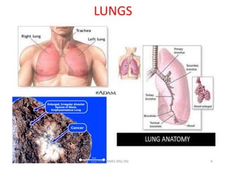 LUNGS

10/27/2013

ANU JAMES MSc (N)

4

 