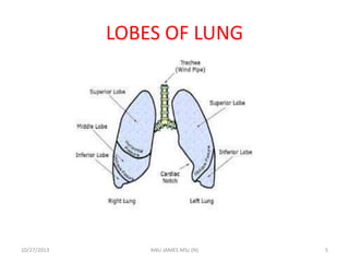LOBES OF LUNG

10/27/2013

ANU JAMES MSc (N)

5

 