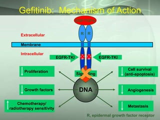 Gefitinib: Mechanism of Action
EGF/TGFα
R R

Extracellular

Membrane
Intracellular

Proliferation

Growth factors
Chemotherapy/
radiotherapy sensitivity

EGFR-TKI


K K



EGFR-TKI

Signalling

Cell survival
(anti-apoptosis)

DNA

Angiogenesis

Metastasis
R, epidermal growth factor receptor

 