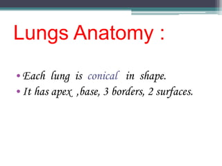 Lungs Anatomy :
•Each lung is conical in shape.
•It has apex ,base, 3 borders, 2 surfaces.
 