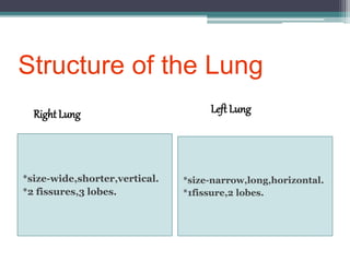 Structure of the Lung
*size-wide,shorter,vertical.
*2 fissures,3 lobes.
*size-narrow,long,horizontal.
*1fissure,2 lobes.
Right Lung Left Lung
 