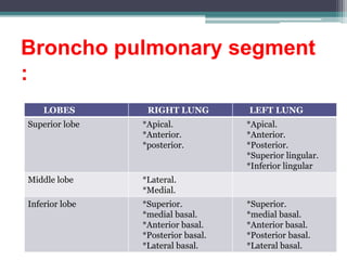 Broncho pulmonary segment
:
LOBES RIGHT LUNG LEFT LUNG
Superior lobe *Apical.
*Anterior.
*posterior.
*Apical.
*Anterior.
*Posterior.
*Superior lingular.
*Inferior lingular
Middle lobe *Lateral.
*Medial.
Inferior lobe *Superior.
*medial basal.
*Anterior basal.
*Posterior basal.
*Lateral basal.
*Superior.
*medial basal.
*Anterior basal.
*Posterior basal.
*Lateral basal.
 