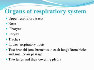Organs of respiratiory system
 Upper respiratory tracts
 Nose
 Pharynx
 Larynx
 Trachea
 Lower respiratory tracts
 ...