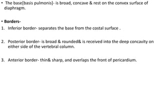 • The base[basis pulmonis]- is broad, concave & rest on the convex surface of
diaphragm.
• Borders-
1. Inferior border- separates the base from the costal surface .
2. Posterior border- is broad & rounded& is received into the deep concavity on
either side of the vertebral column.
3. Anterior border- thin& sharp, and overlaps the front of pericardium.
 