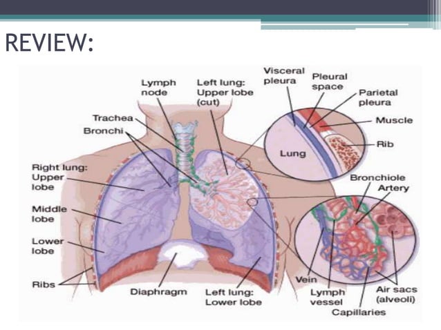 Lung Cancer Ppt PPT