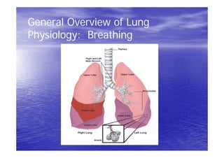 General Overview of Lung
Physiology: Breathing
 