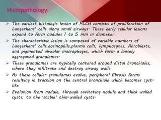 Histopathology:
 The earliest histologic lesion of PLCH consists of proliferation of
Langerhans’ cells along small airways. These early cellular lesions
expand to form nodules 1 to 5 mm in diameter.
 The characteristic lesion is composed of variable numbers of
Langerhans’ cells,eosinophils,plasma cells, lymphocytes, fibroblasts,
and pigmented alveolar macrophages, which form a loosely
aggregated granulomas.
 These granulomas are typically centered around distal bronchioles,
where they infiltrate and destroy airway walls.
 As these cellular granulomas evolve, peripheral fibrosis forms
resulting in traction on the central bronchiole which becomes cyst-
like
 Evolution from nodule, through cavitating nodule and thick walled
cysts, to the 'stable‘ thin-walled cysts.
 