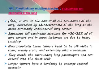 a)Squamous cell
carcinoma of the lung
 (SCC) is one of the non-small cell carcinomas of the
lung, overtaken by adenocarcinoma of the lung as the
most commonly encountered lung cancer.
 Squamous cell carcinoma accounts for ~30-35% of all
lung cancers and in most instances are due to heavy
smoking.
 Macroscopically these tumors tend to be off-white in
color, arising from, and extending into a bronchus.
 They invade the surrounding lung parenchyma and can
extend into the chest wall.
 Larger tumors have a tendency to undergo central
necrosis.
 
